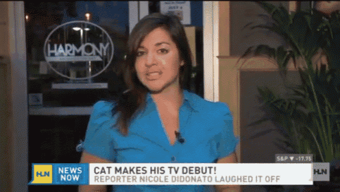 Cat Photo Bombing A Reporter... Like A Boss.. GIF - Cats News Debutante GIFs
