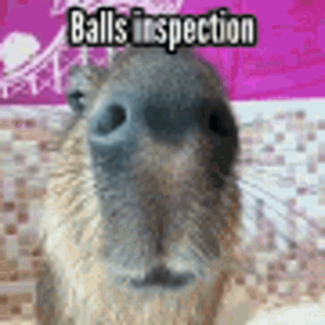 a close up of a capybara 's nose with the words `` balls inspection '' on it .