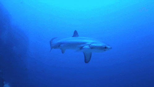 Shark Thresher Shark GIF - Shark Thresher Shark GIFs