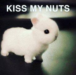 a small white rabbit with the words kiss my nuts on the bottom