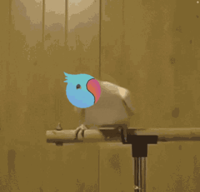 a white parrot with a blue head and a red beak