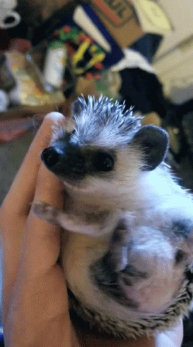 Hedgehog Snuggle GIF - Hedgehog Snuggle Time GIFs