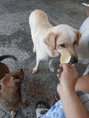 Doggie Tease GIF - Doggie Tease Chips GIFs