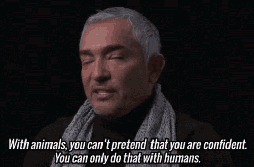 With Animals, You Can'T Pretend That You Are Confident. GIF - Cesar911 Cesar911series GIFs