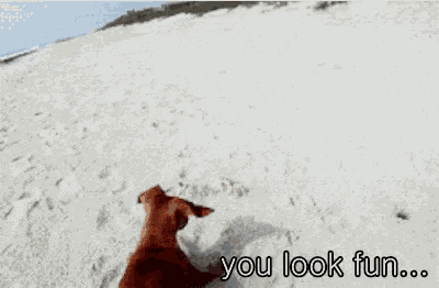 a dachshund is running on a beach with the words you look fun below it