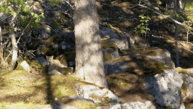 a cat laying under a tree in a forest