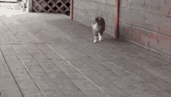 Cat Sneaking GIF - Cat Sneaking Cunning GIFs