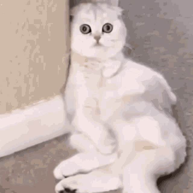 Cat Weird Weird GIF - Cat Weird Weird Weird Cat GIFs