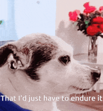 a dog with the words that i 'd just have to endure it
