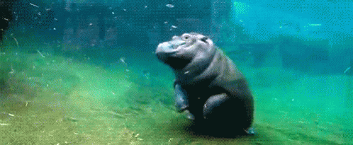 Hippo Flip GIF - Hippo GIFs