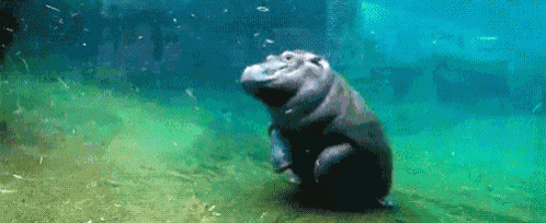 a baby hippopotamus is swimming in the water and smiling .