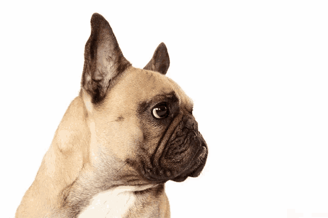 a french bulldog licking its nose with its tongue
