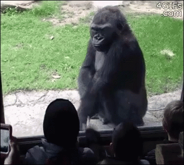 Boo! GIF - Gorilla Zoo Angry GIFs