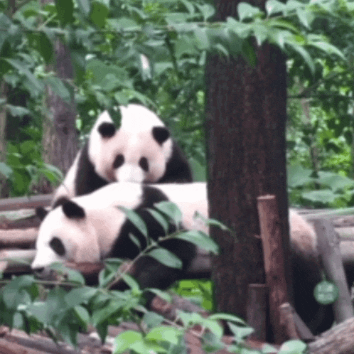 Panda Huahuapanda GIF - Panda Huahuapanda Hug GIFs