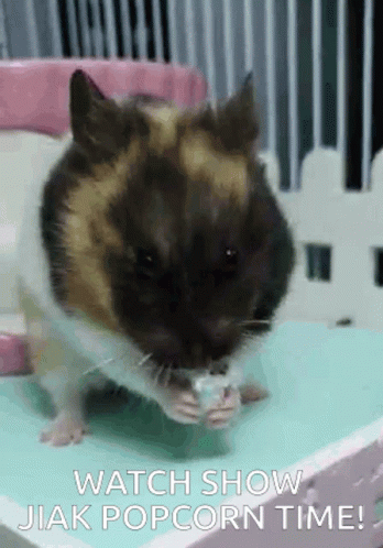 Hamster Popcorn GIF - Hamster Popcorn Eat GIFs