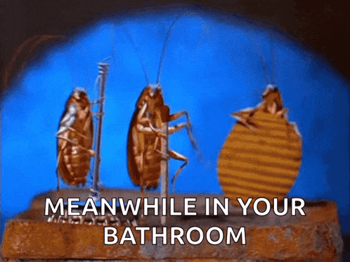 three cockroaches standing on a brick with the words meanwhile in your bathroom