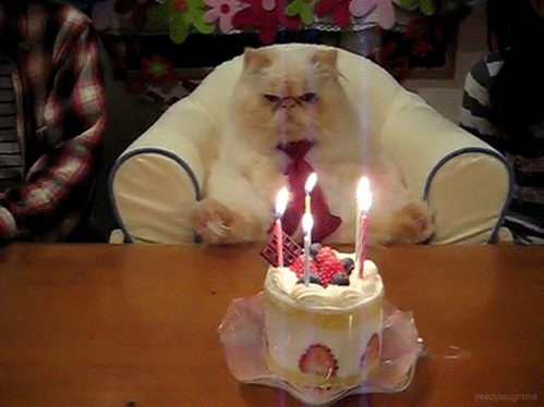 Grumpy GIF - Happy Birthday Celebrate Cake GIFs