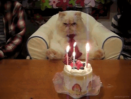 a cat wearing a tie is sitting next to a birthday cake