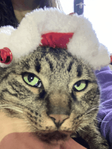 a cat wearing a santa hat looks at the camera