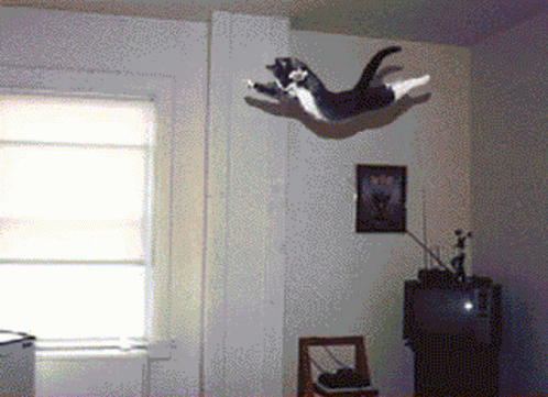 Cats Flying GIF - Cats Flying Cat GIFs
