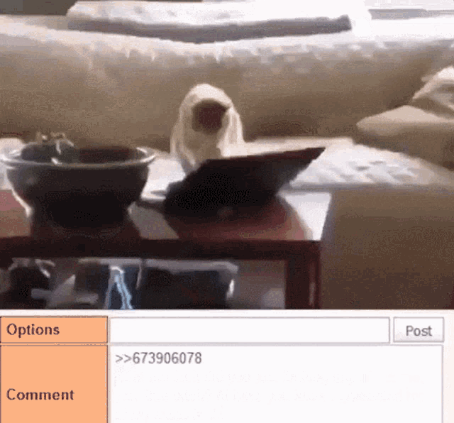 a cat is sitting on a table next to a potted plant and a laptop