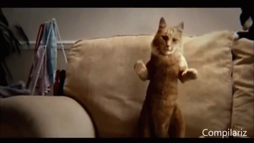 Get Your Groove On! GIF - Cats Dance Cute GIFs