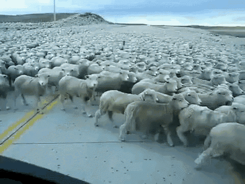 Un Grand Troupeau De Moutons GIF - Sheep Road Blocked GIFs
