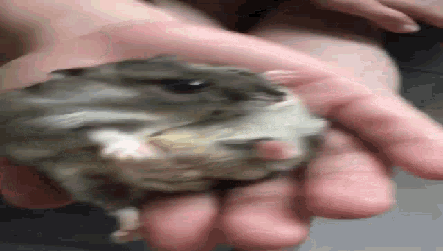 a close up of a person holding a hamster in their hands .