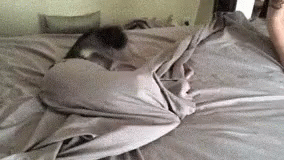 被子 貓咪 GIF - Blanket Kitten GIFs