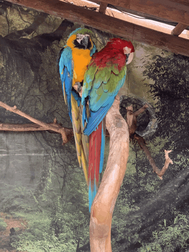 two colorful parrots perched on a branch with trees in the background