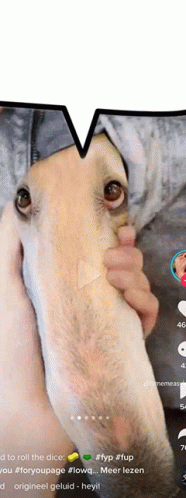 Long Face Dog GIF - Long Face Dog GIFs