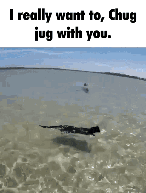 a picture of a dog swimming in the water with the caption i really want to chug jug with you