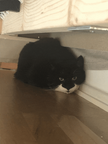 a black and white cat is hiding under a wooden shelf