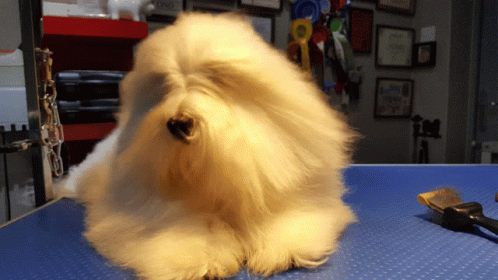 Coton De Tulear Grooming Dog Grooming GIF - Coton De Tulear Grooming Dog Grooming GIFs