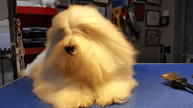a white dog sitting on a blue table with a brush