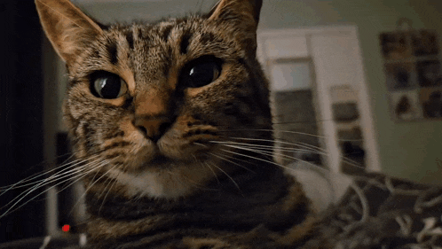 a close up of a cat looking at the camera with a blurred background