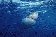 Shark Great White Shark GIF - Shark Great White Shark Underwater GIFs