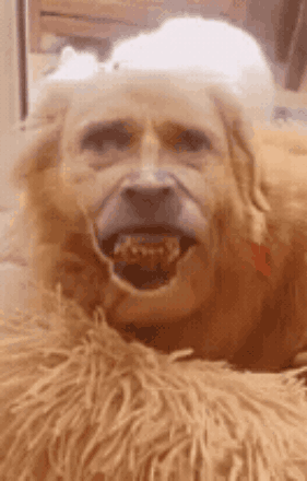 Dog Face Willem Dafoe GIF - Dog Face Willem Dafoe Teeth GIFs