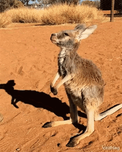 Viralhog Kangaroo GIF - Viralhog Kangaroo Affection GIFs