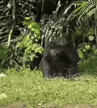 a black bear is standing in the grass in a jungle .