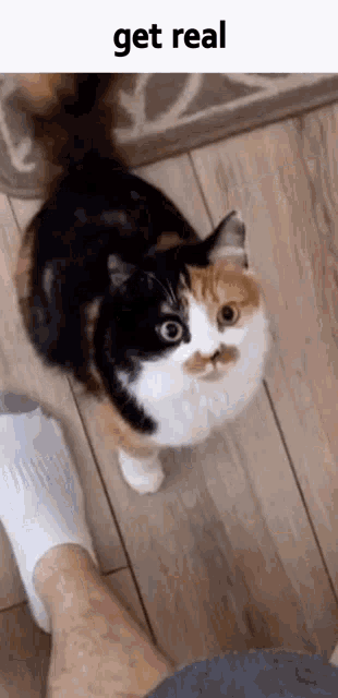 a calico cat with a mustache is standing next to a person 's foot and looking up at the camera with the caption get real