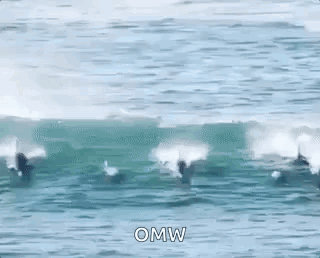 Dolphin Paddle GIF - Dolphin Paddle Board GIFs