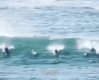 a group of dolphins riding a wave in the ocean with the words `` omw '' written on the bottom .