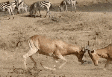 two antelope standing next to each other on a dry grass field