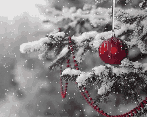 a red christmas ball is hanging from a snowy christmas tree branch .