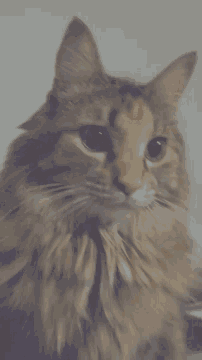a close up of a cat 's ear on a white surface
