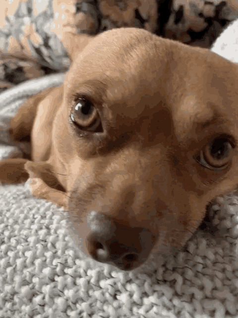 Chihuahua Dog GIF - Chihuahua Dog Awwwww GIFs