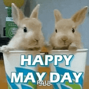 two rabbits are sitting in a cup and saying happy may day .