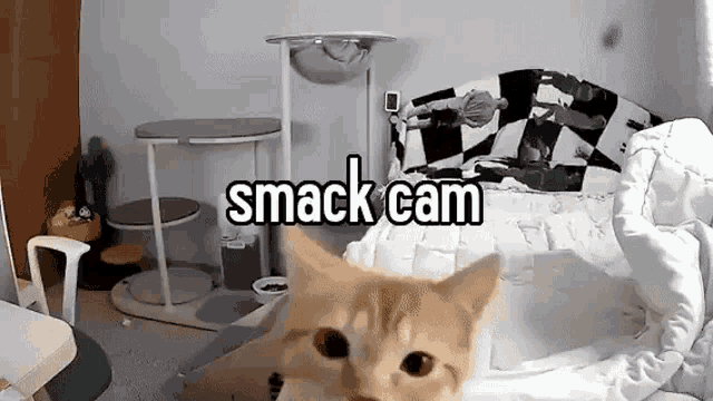 a cat is laying on a bed in a room with the words smack cam written above it .