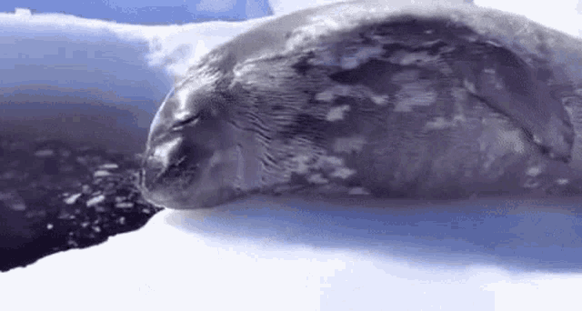 a seal is sleeping on a piece of ice in the ocean .
